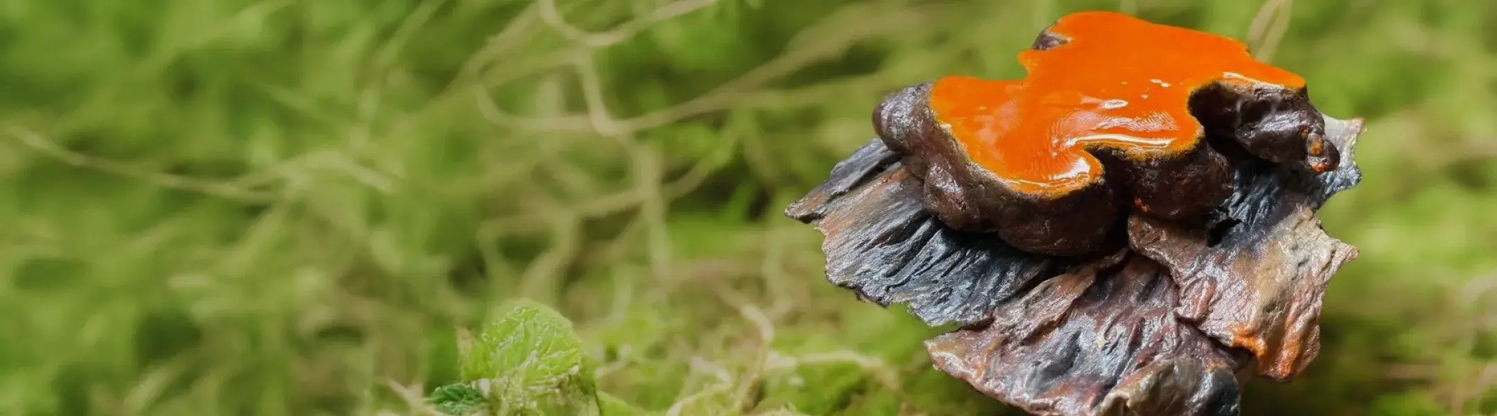 自然の中で光沢を放つ鮮やかなオレンジ色の霊芝（ベニクスノキタケ）