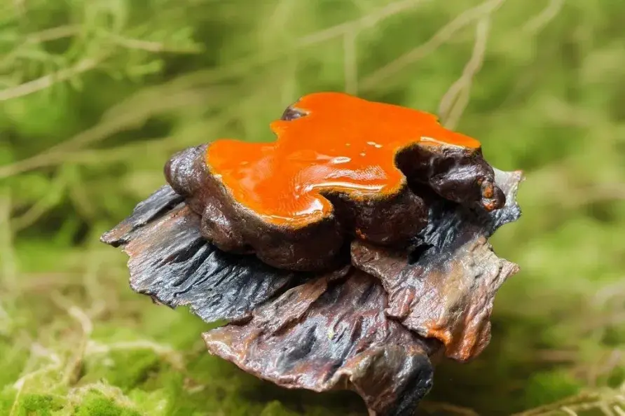 自然の中で光沢を放つ鮮やかなオレンジ色の霊芝（ベニクスノキタケ）