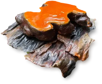 ベニクスノキタケ