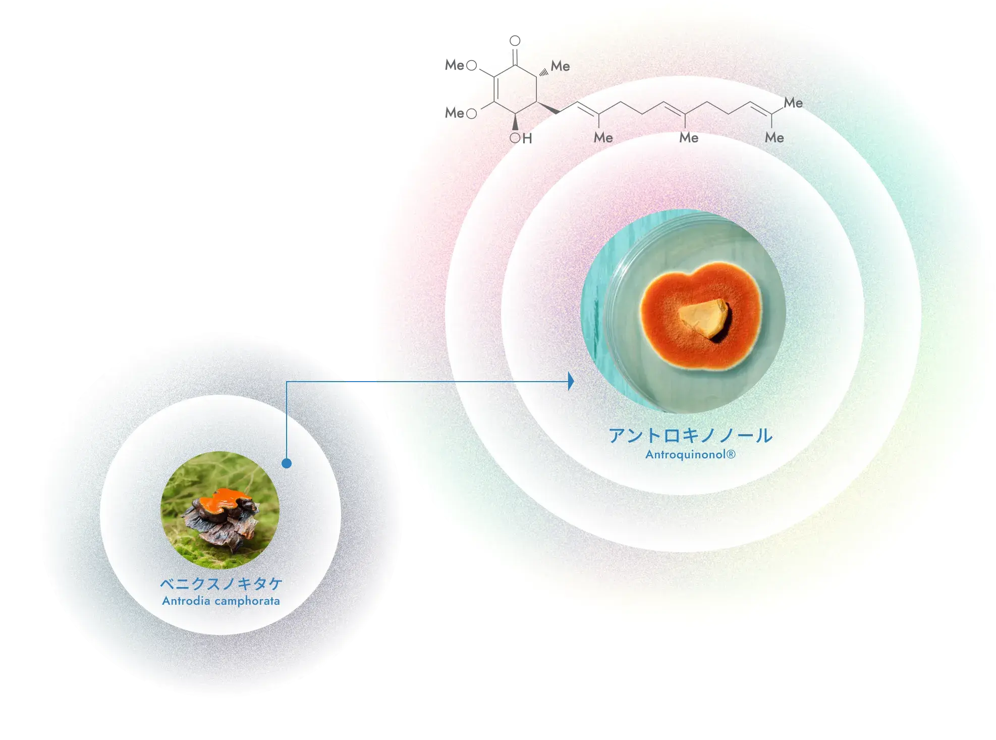ベニクスノキタケと有効成分アントロキノノールの化学構造式の関係図