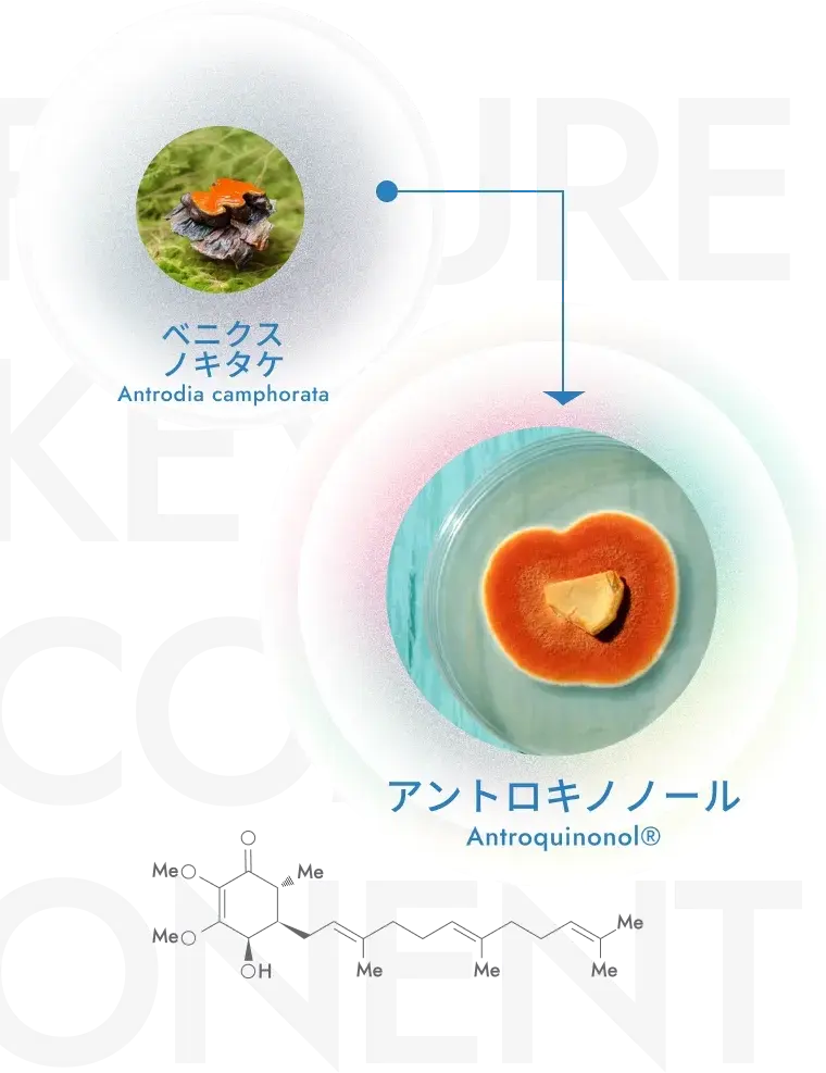 アントロキノノール研究 | GoldenBiotech【公式】