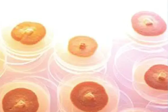 研究室に並べられた複数のベニクスノキタケ培養サンプルのシャーレ