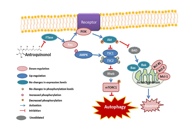 アントロキノノールがオートファジーとアポトーシスを誘導する作用機序の図解
