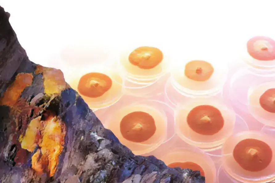 天然のベニクスノキタケと人工培養された菌糸体