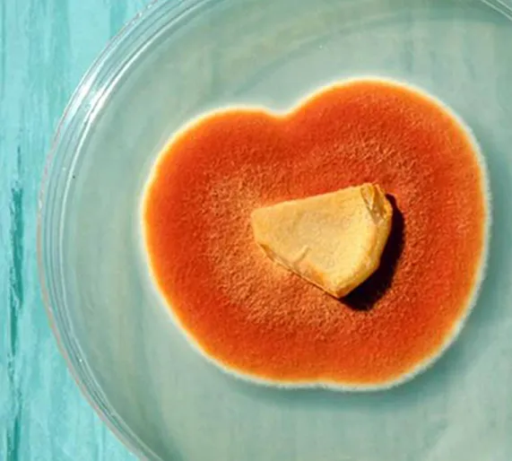 鮮やかで目立つオレンジ色のベニクスノキタケの培養された子実体。