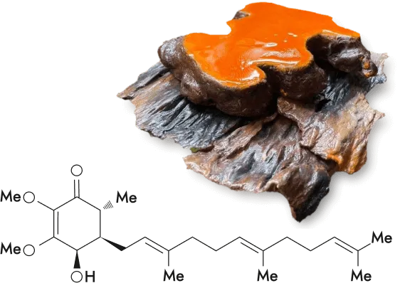 ベニクスノキタケの個体と化学式イメージ。
